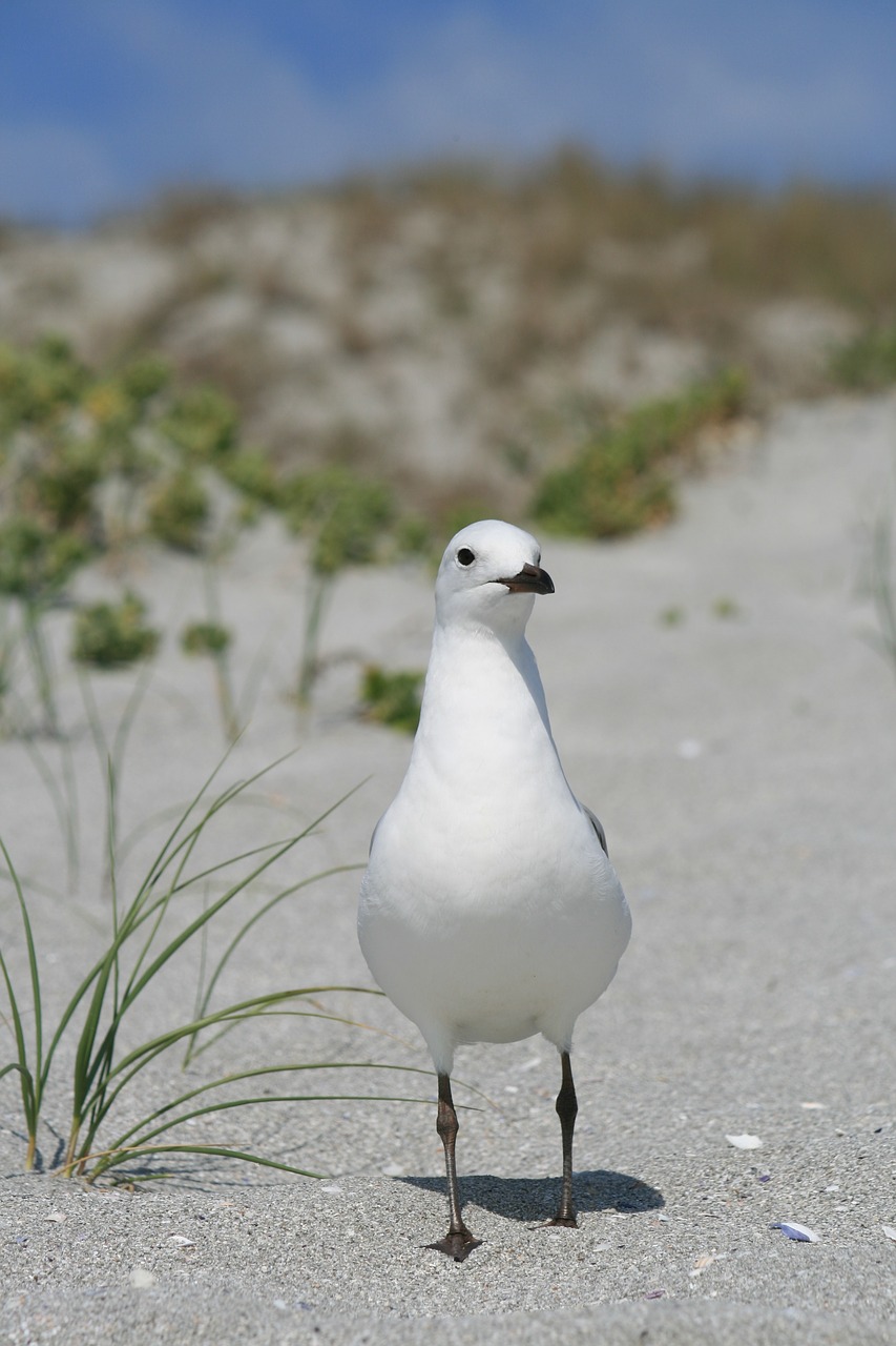 sea gull bird west coast beach free photo