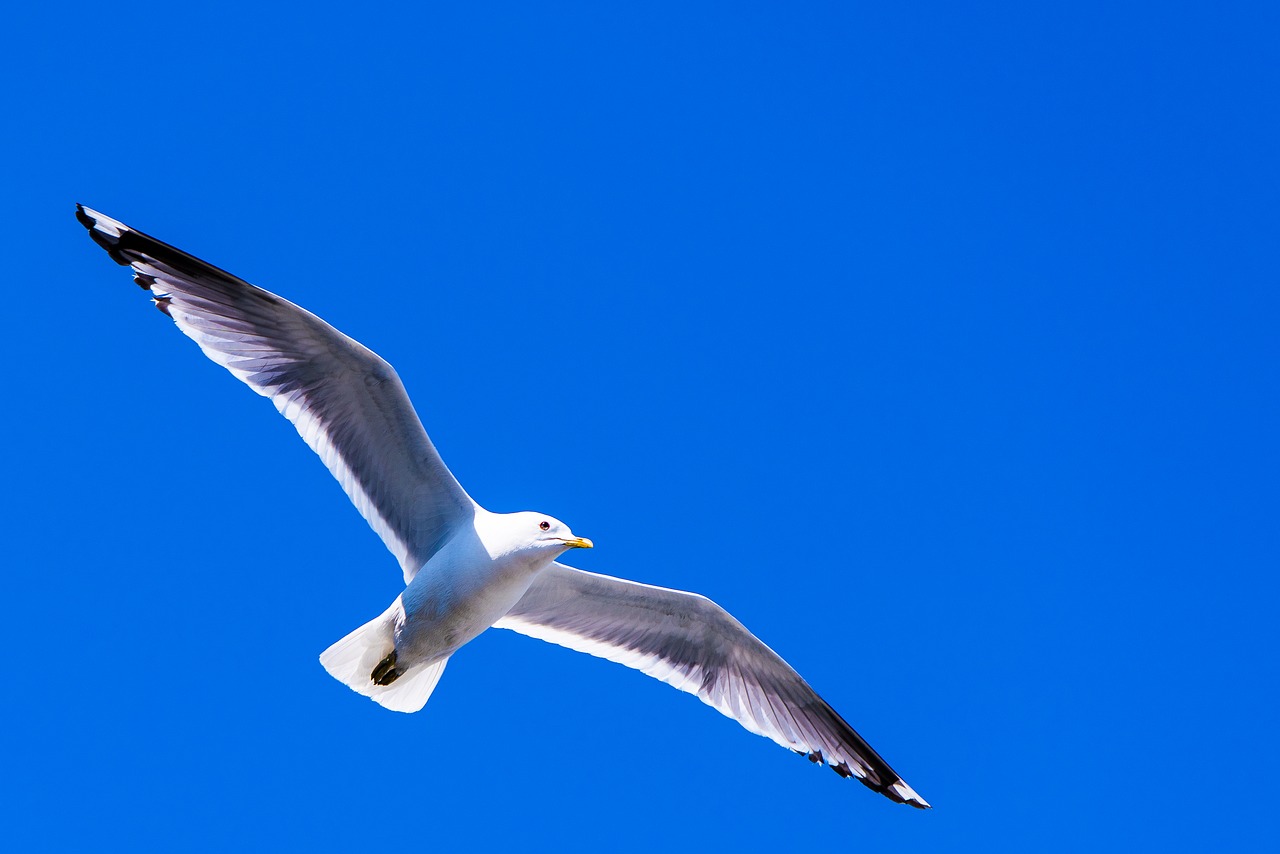 sea gull bird wingspan free photo
