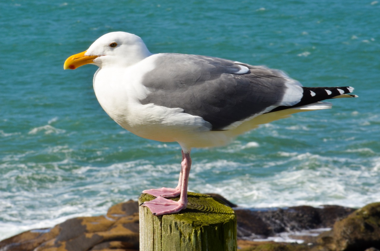 sea gull bird gull free photo