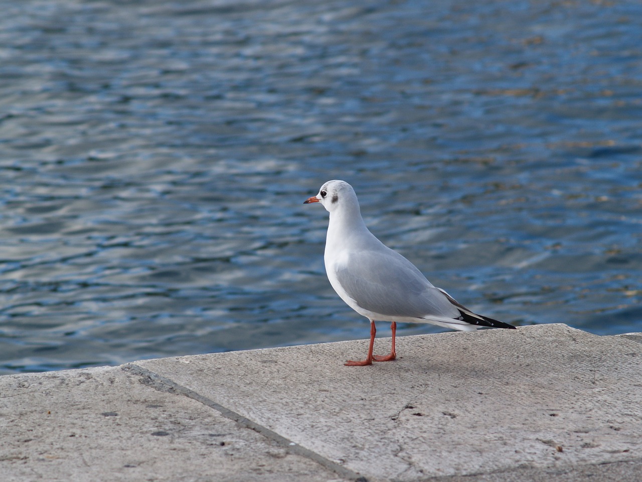 sea gull animal bird free photo