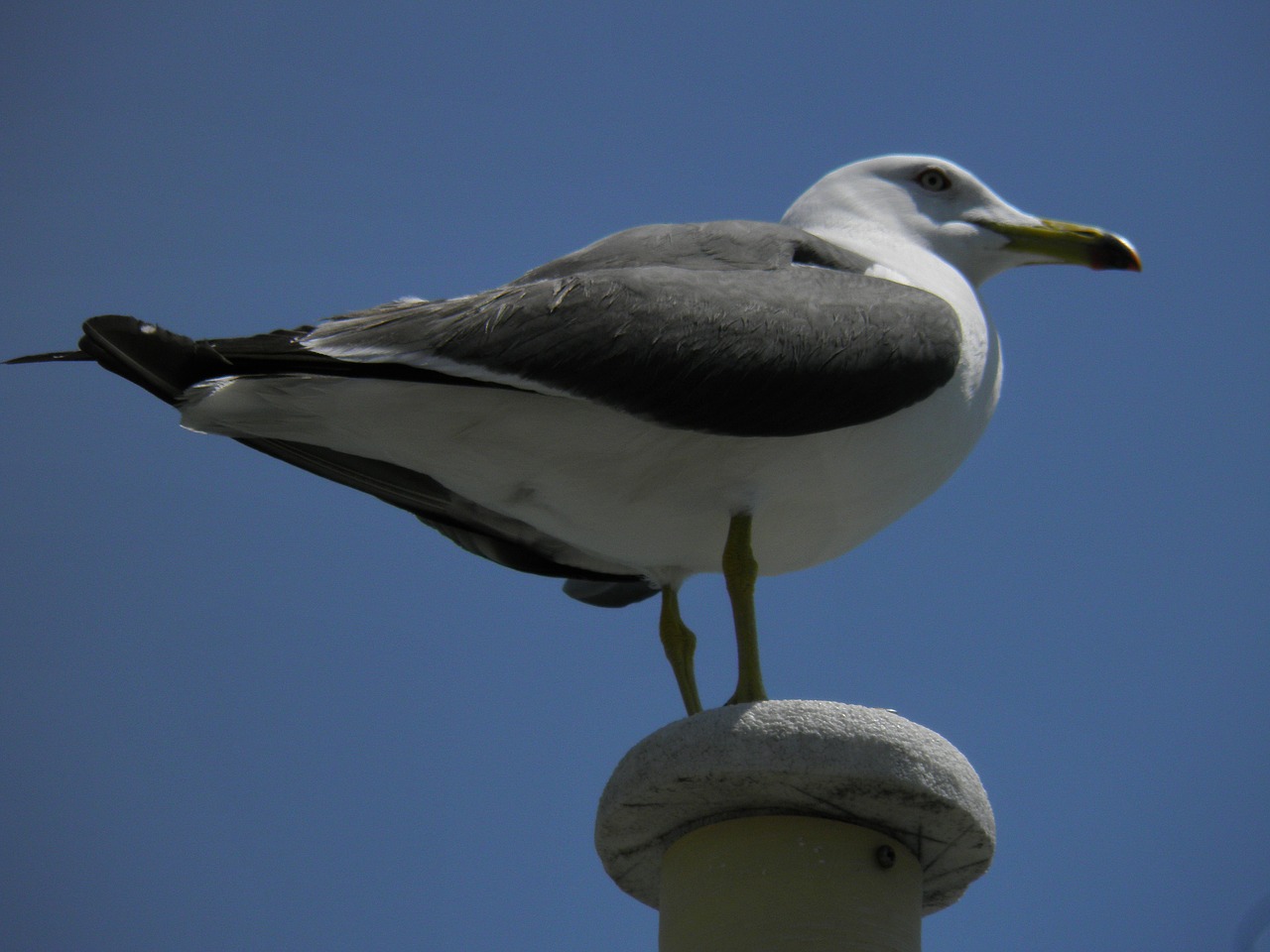 sea gull bird port free photo