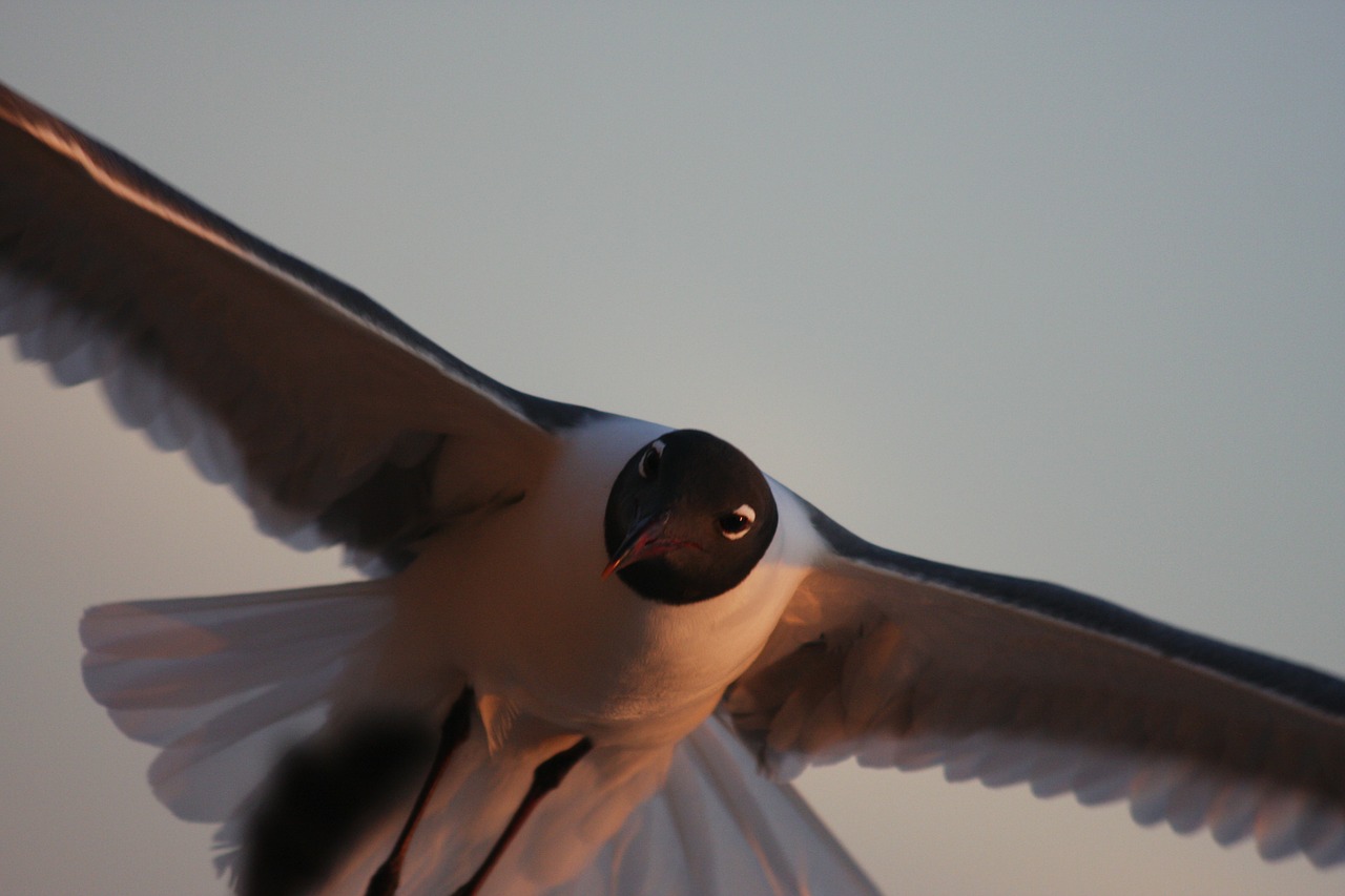 sea gull flight light free photo