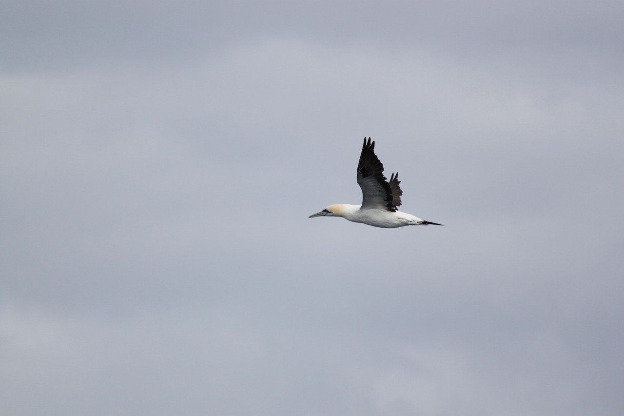 sea gull bird flight free photo
