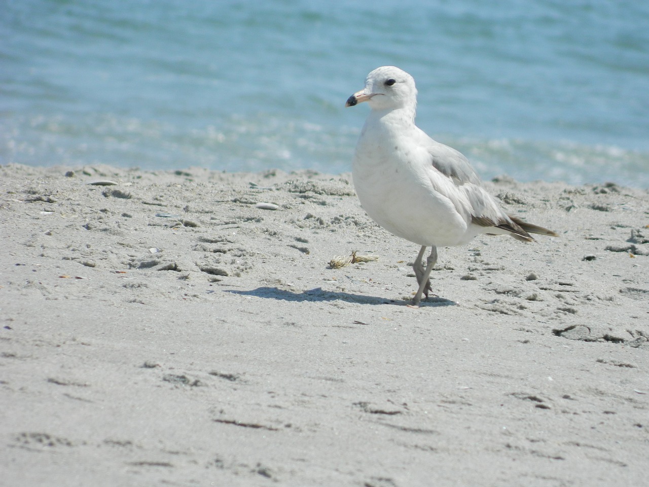 sea gull ocean beach free photo