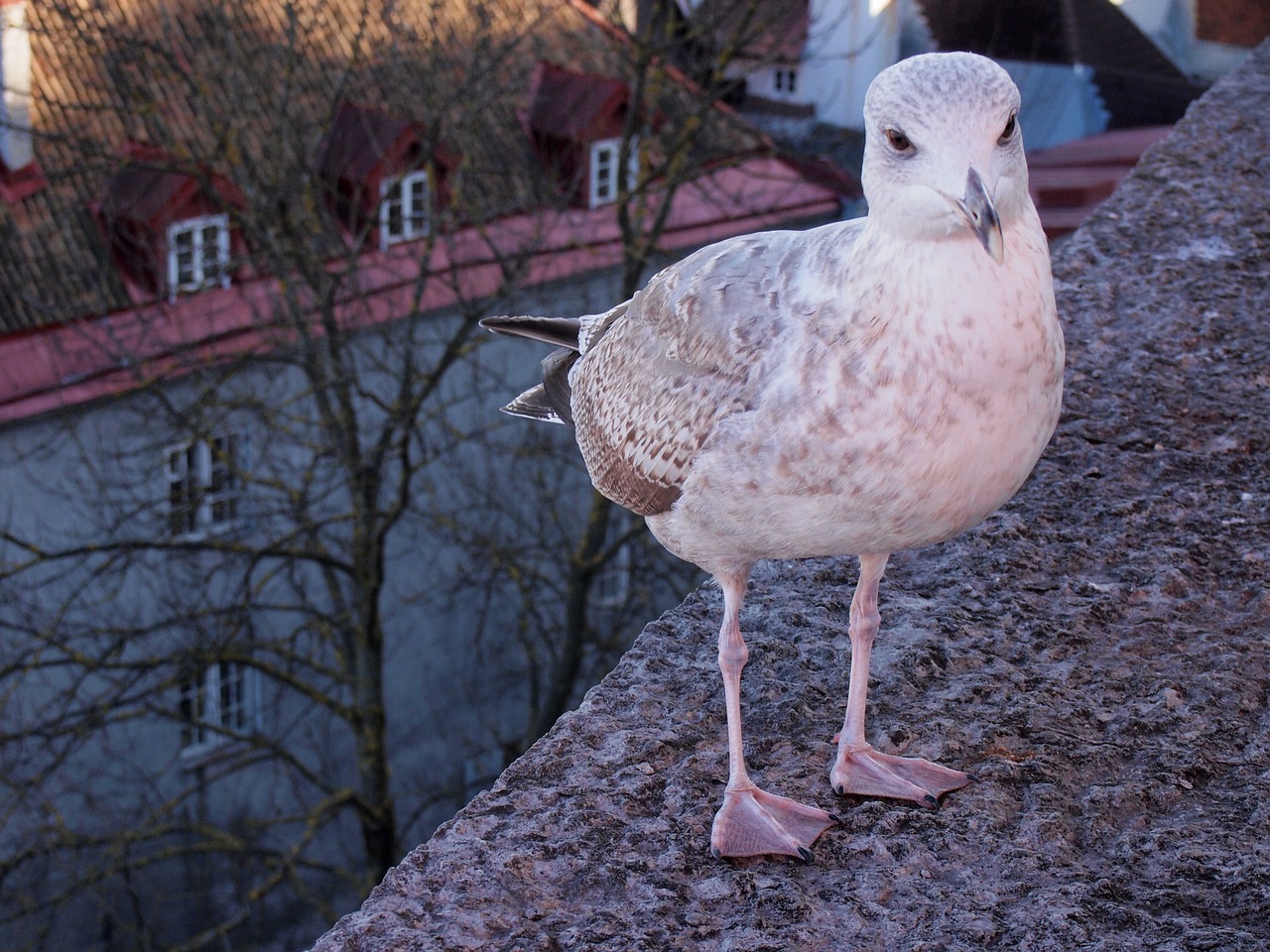 sea gull estonia bird free photo