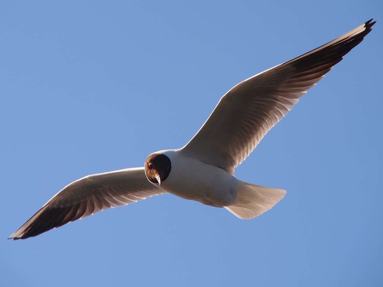 sea gull sky blue sky free photo