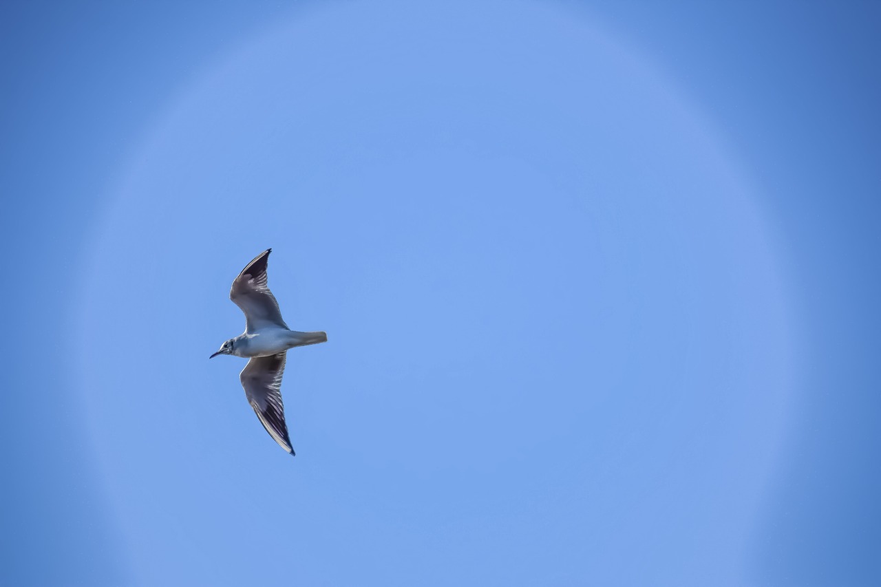 sea gull  sky  flight free photo