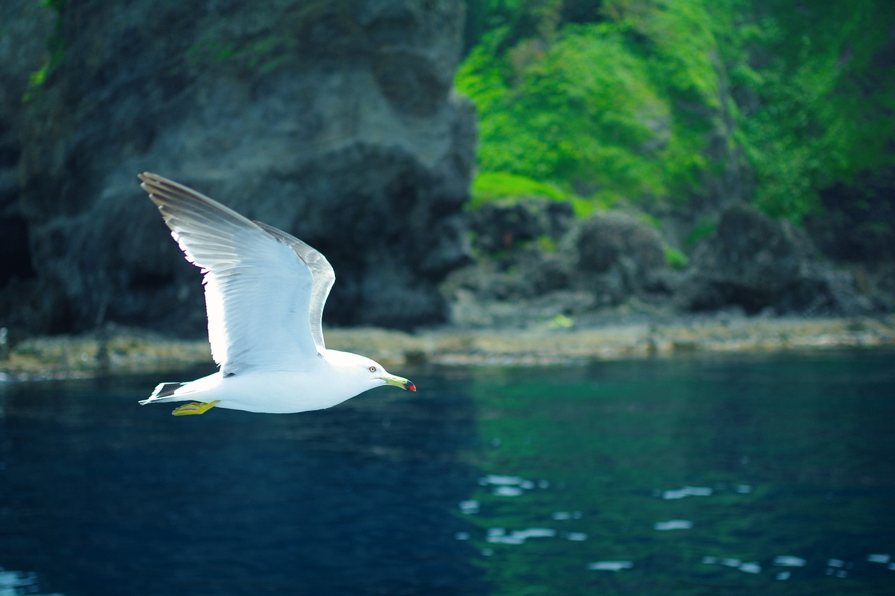 sea gull  sea  natural free photo