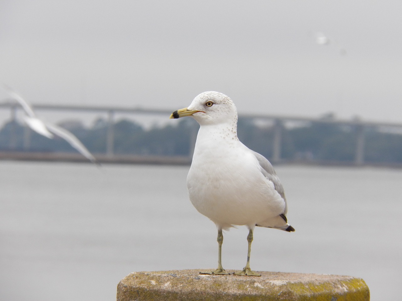 sea gull bird ocean free photo