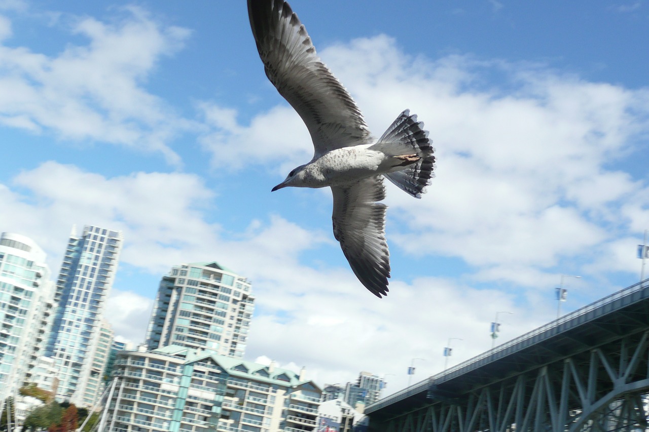 sea gull city travel free photo