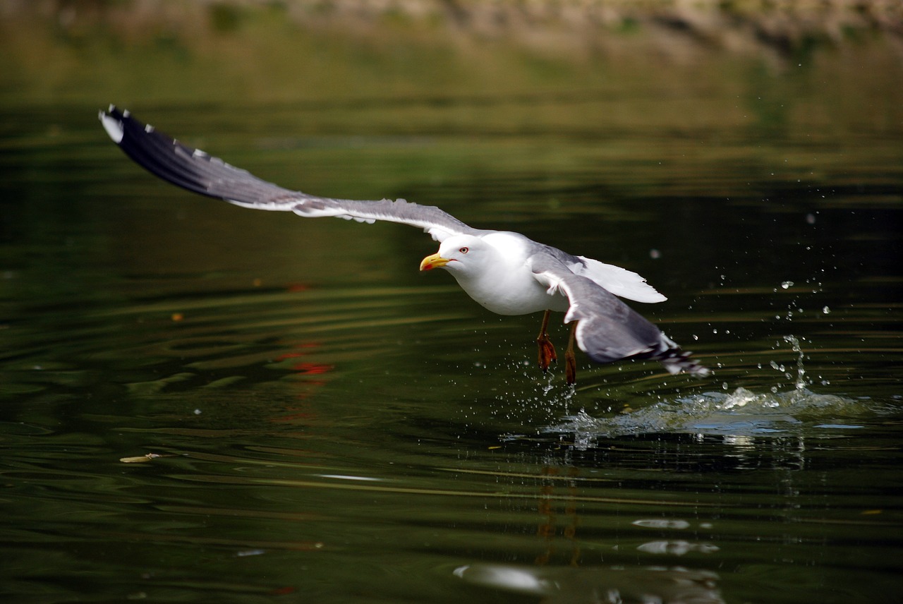 sea gull  water  taking off free photo