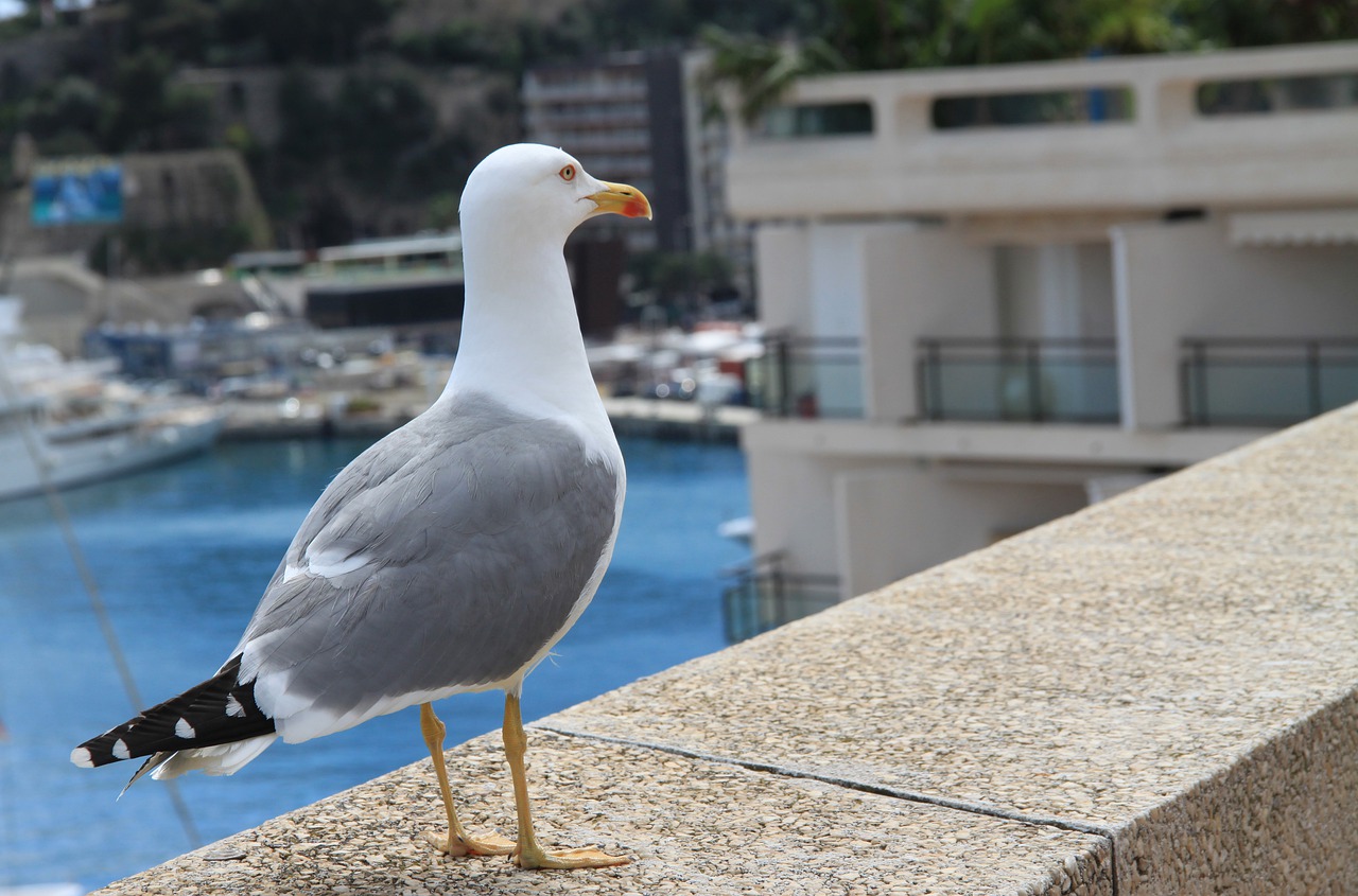 sea gull  gull  sea free photo