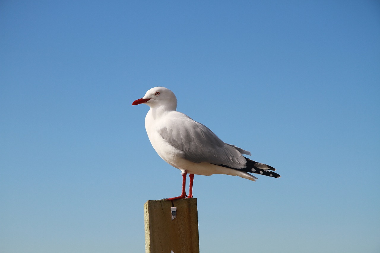 sea gull new zealand sky free photo