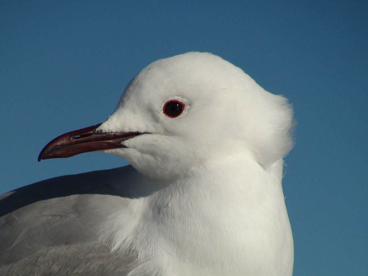 sea gull bird ocean free photo