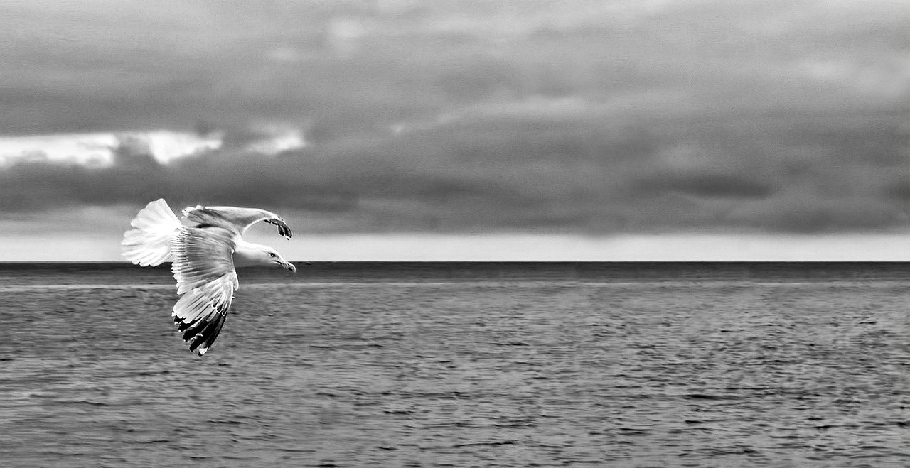 sea gull black and white ocean free photo