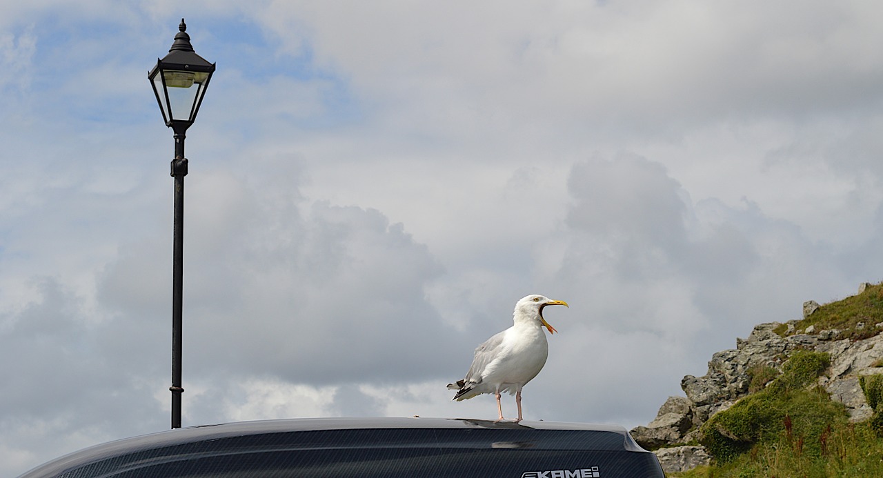 sea gull bird song cornwall free photo