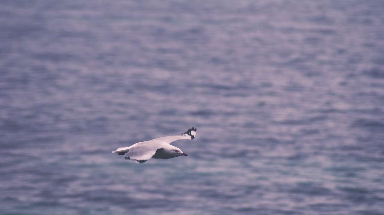 sea gull flying water free photo