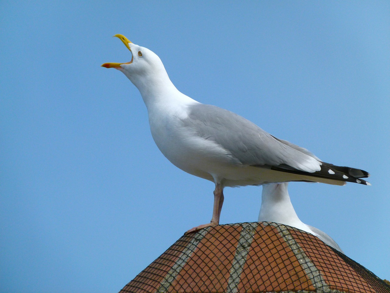 sea gull bird sky free photo