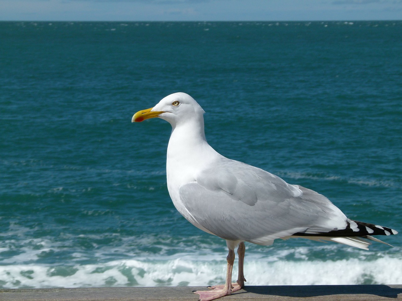 sea gull sea ocean free photo