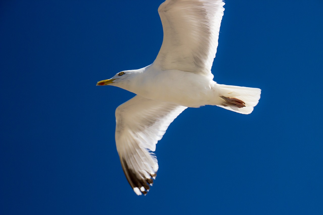 sea gull bird seagull free photo