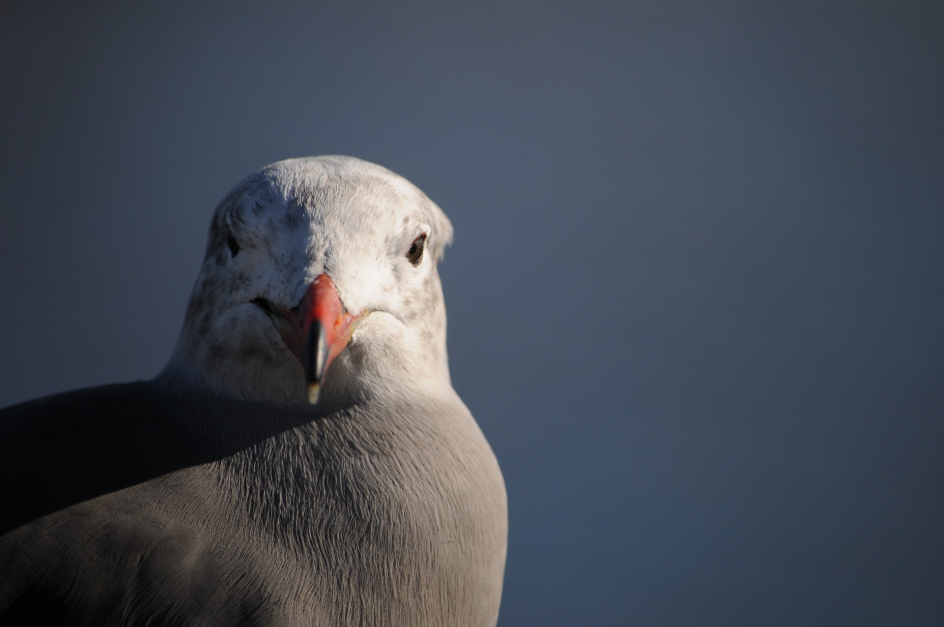 sea gull gull face free photo