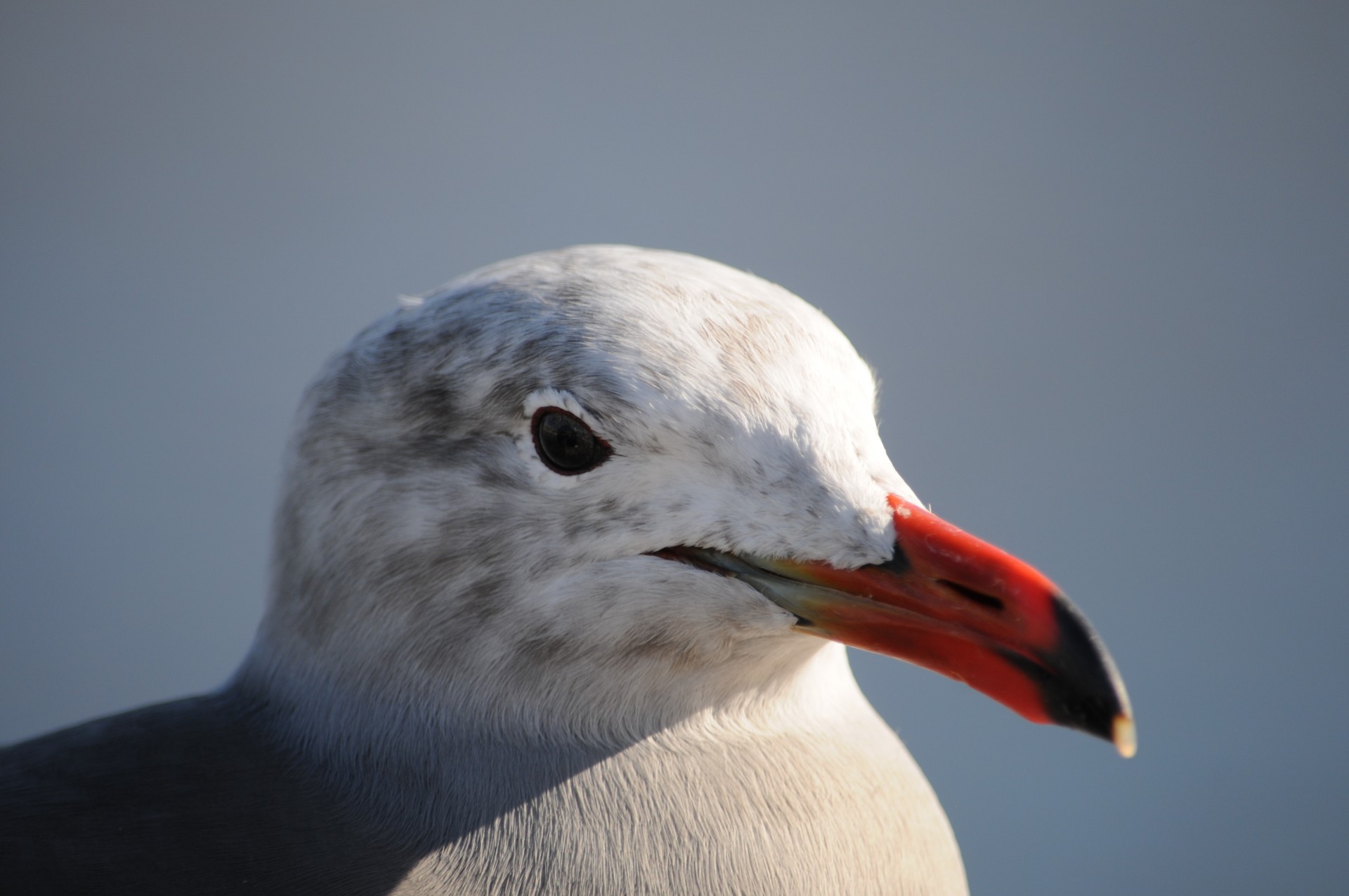 sea gull gull close-up free photo