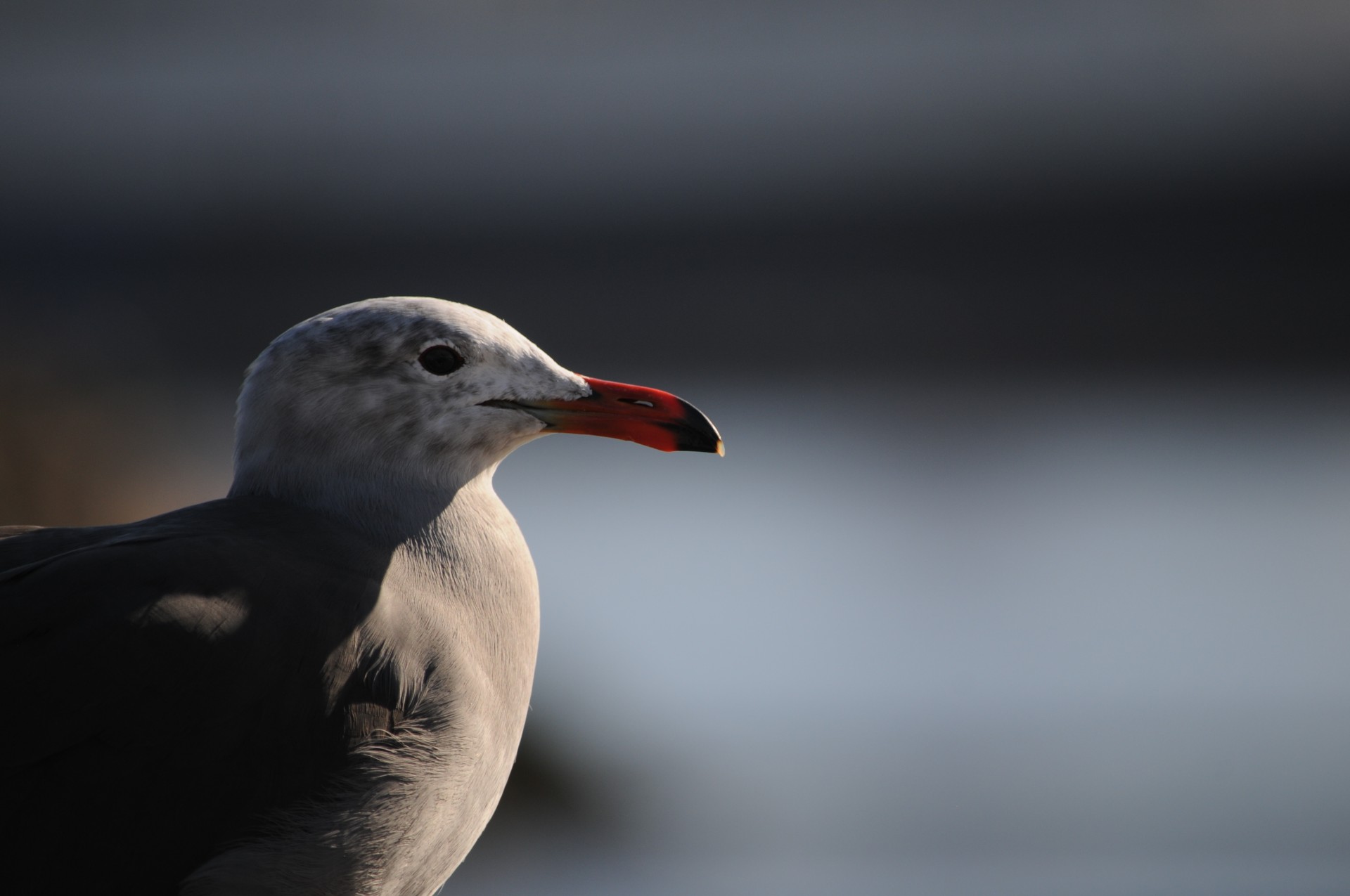 sea gull gull bird free photo