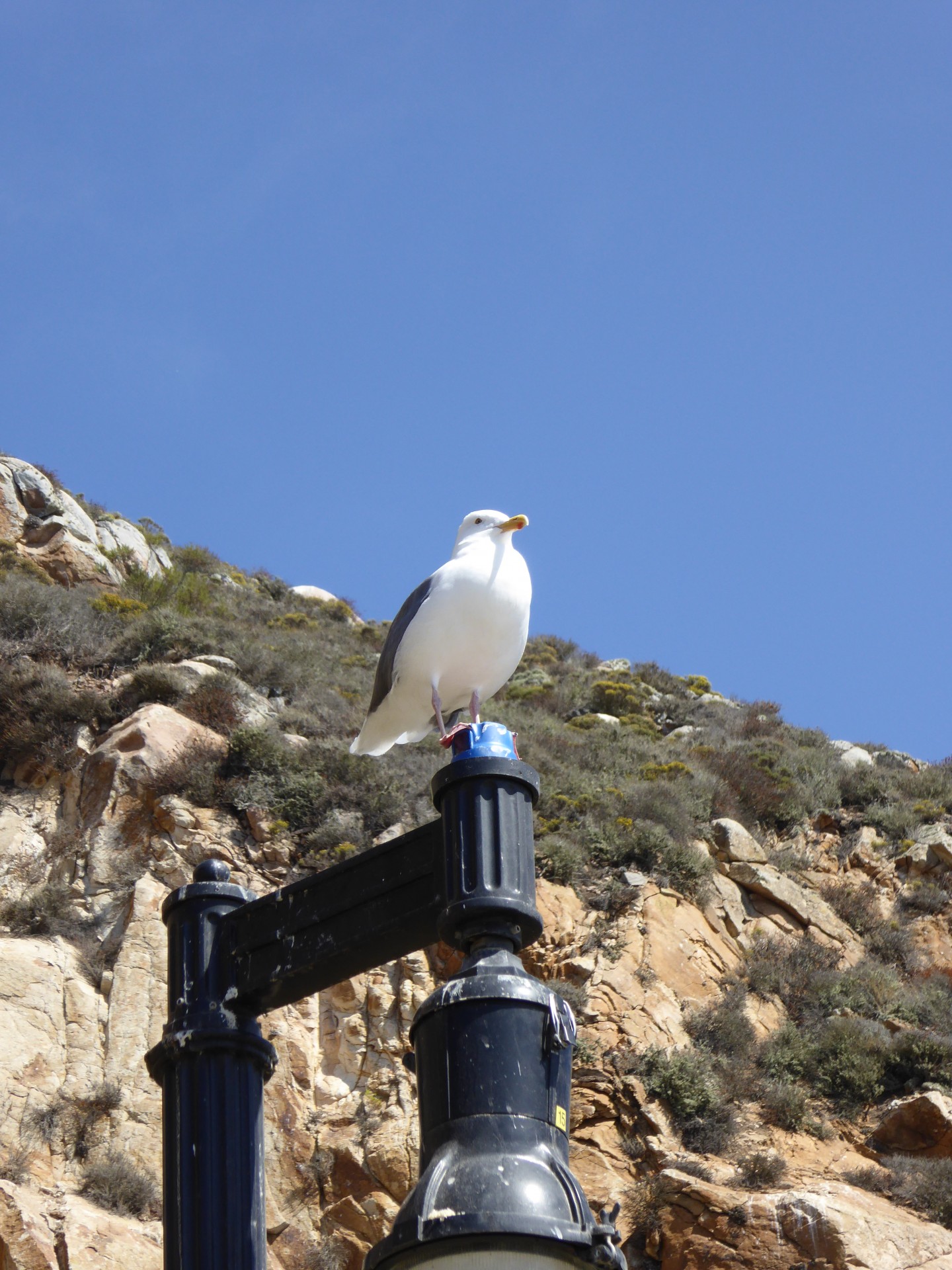 bird seagull lamp post free photo