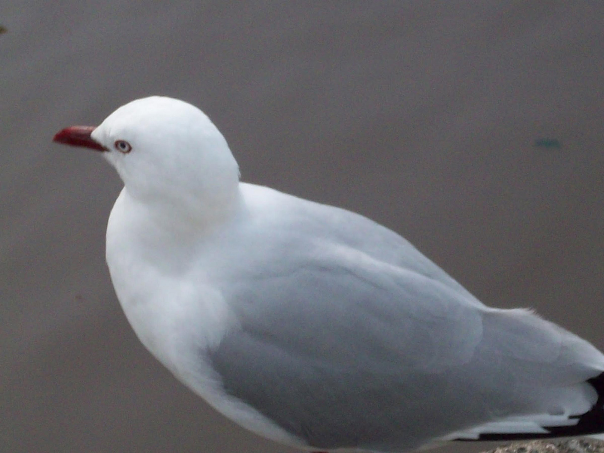 bird sea gull ocean bird free photo