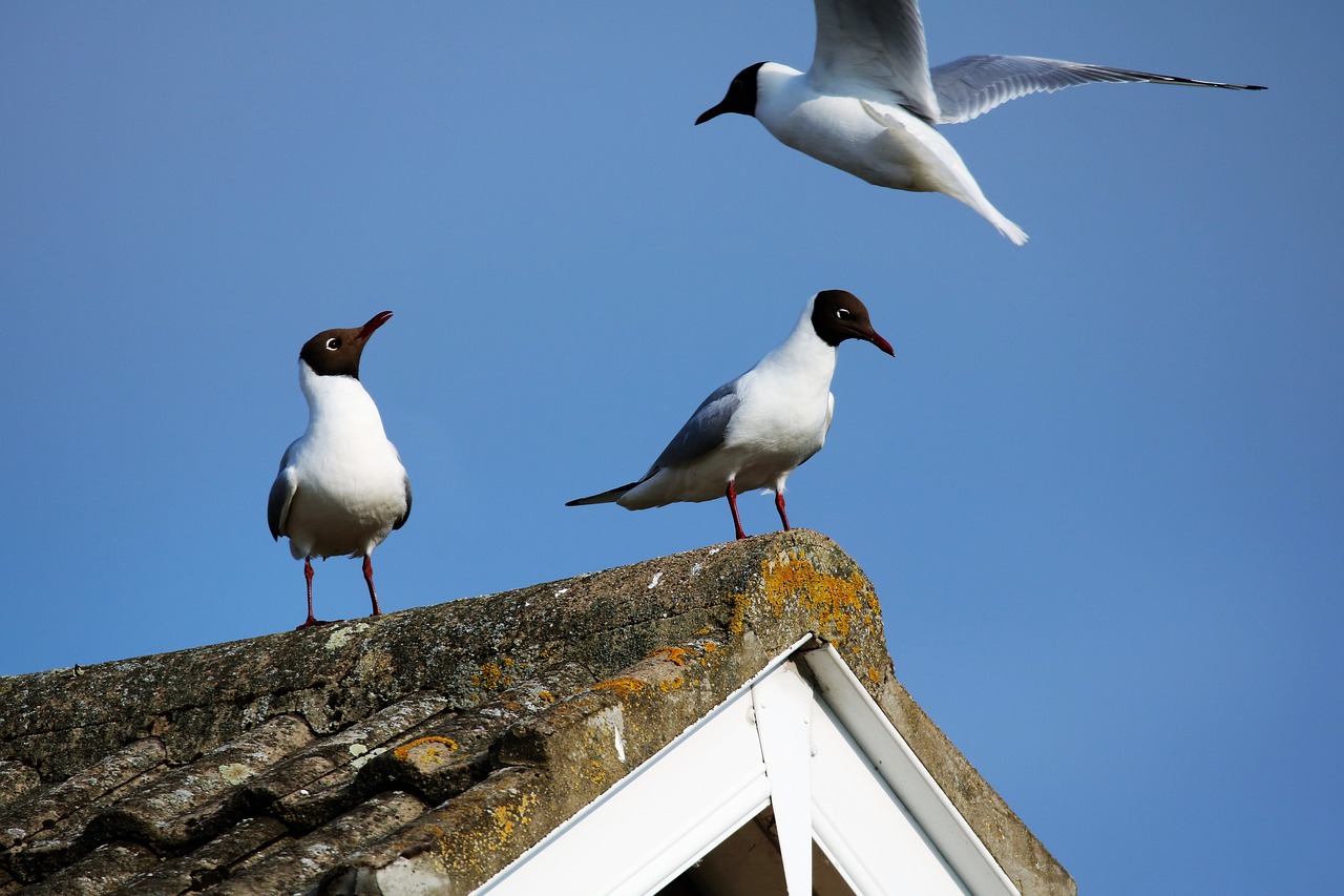 sea gulls gulls sea free photo
