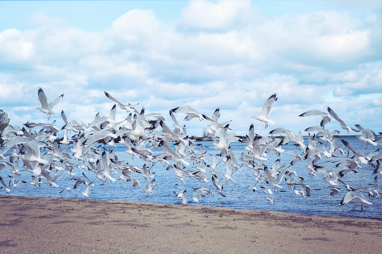 sea gulls seagulls lake free photo