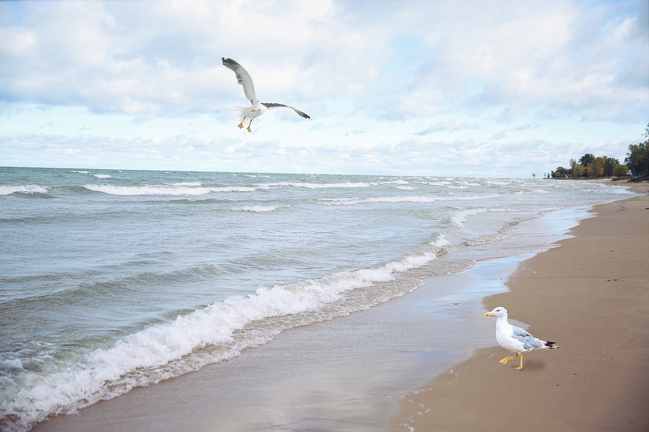 sea gulls seagulls lake free photo