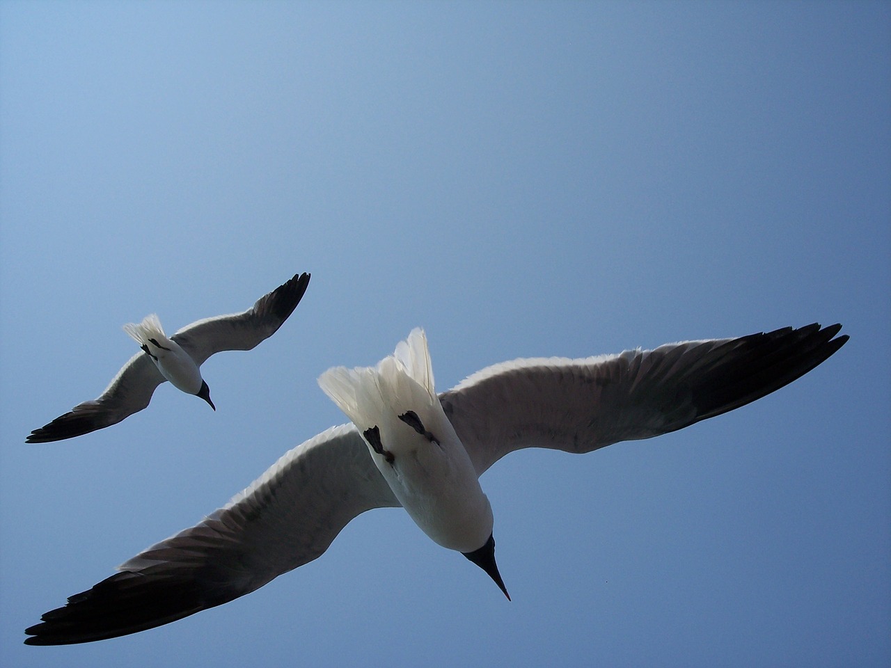 sea gulls birds wild free photo