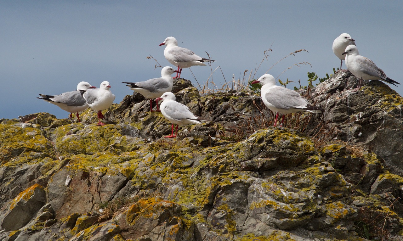 sea gulls gulls rocks free photo