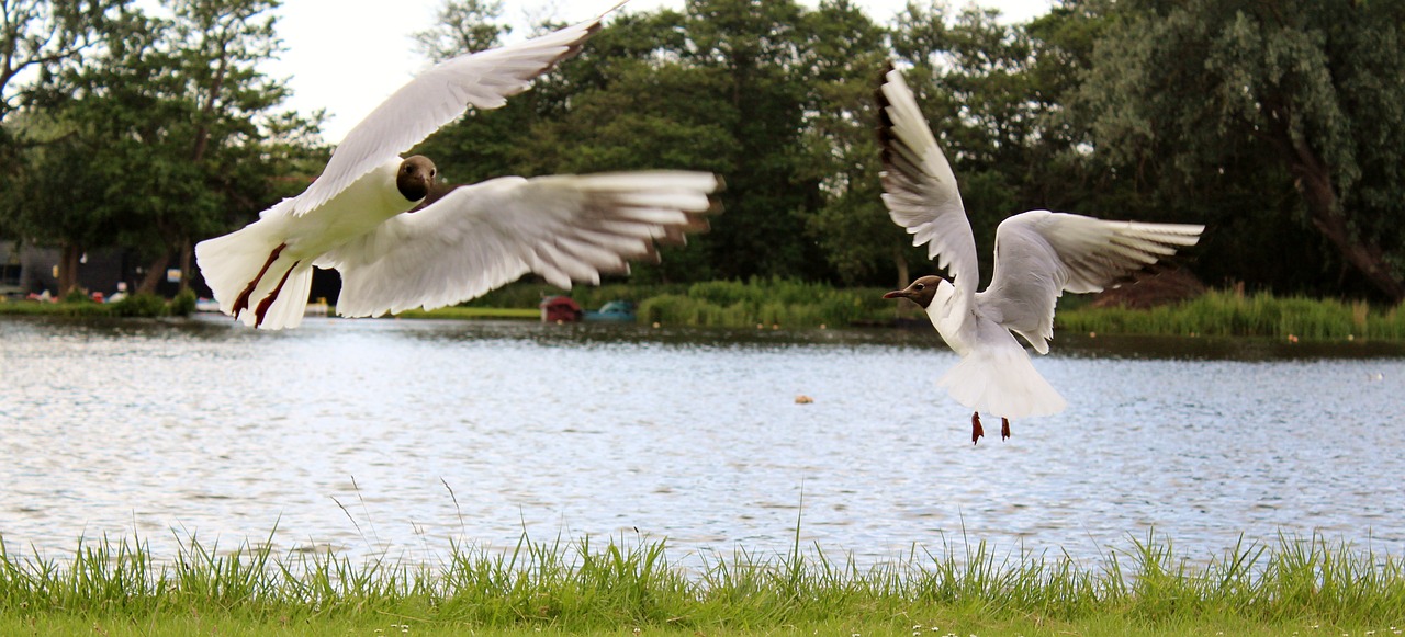 sea gulls dance flight free photo