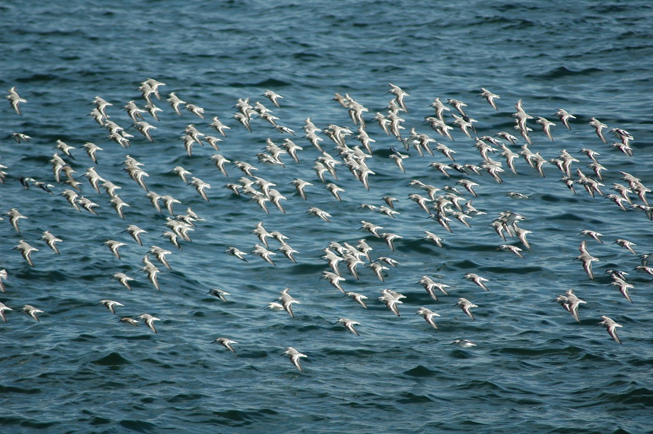sea gulls  birds  ocean free photo