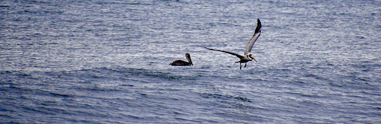 sea gulls  birds  ocean free photo