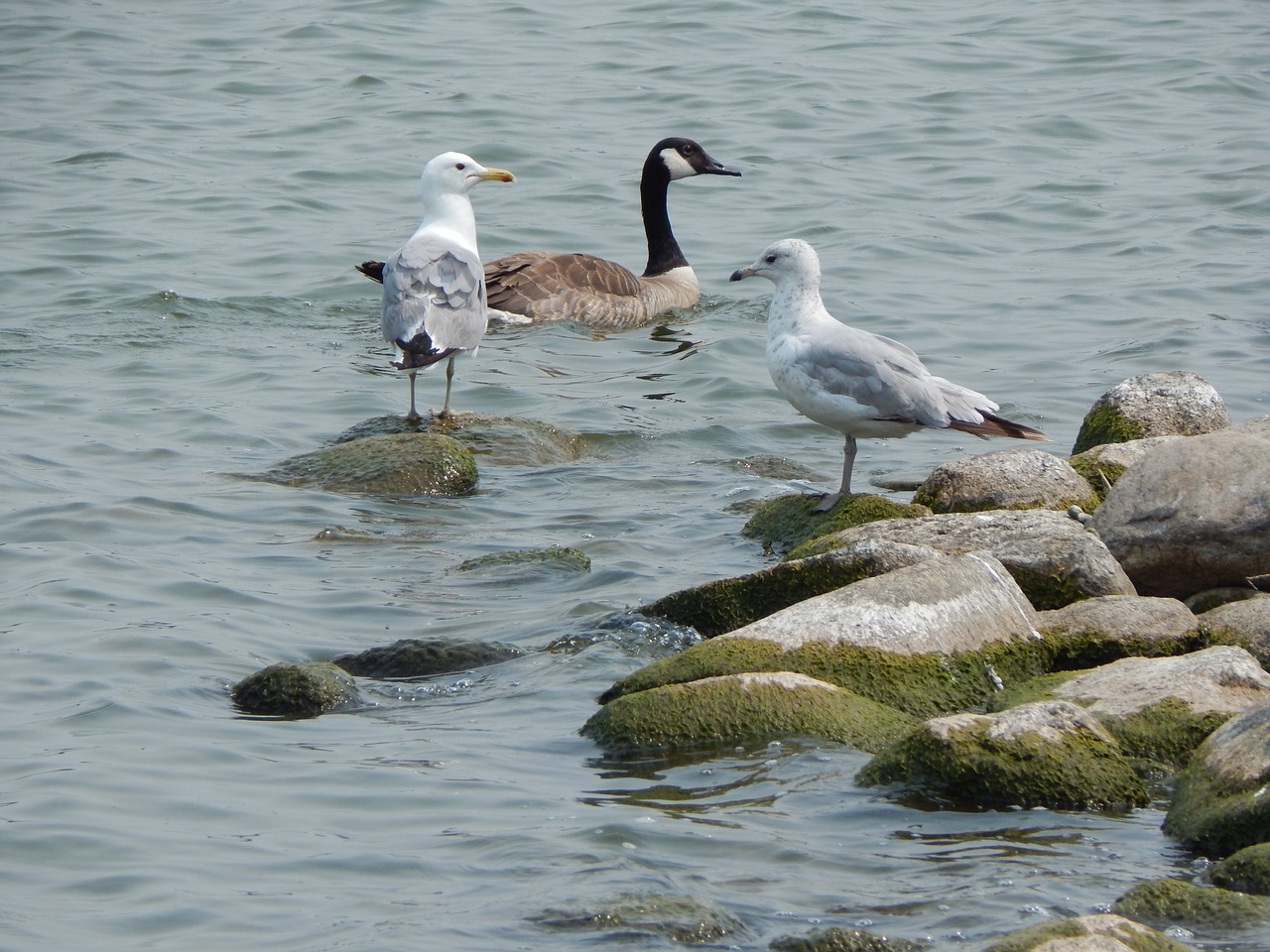 sea gulls canada goose goose free photo