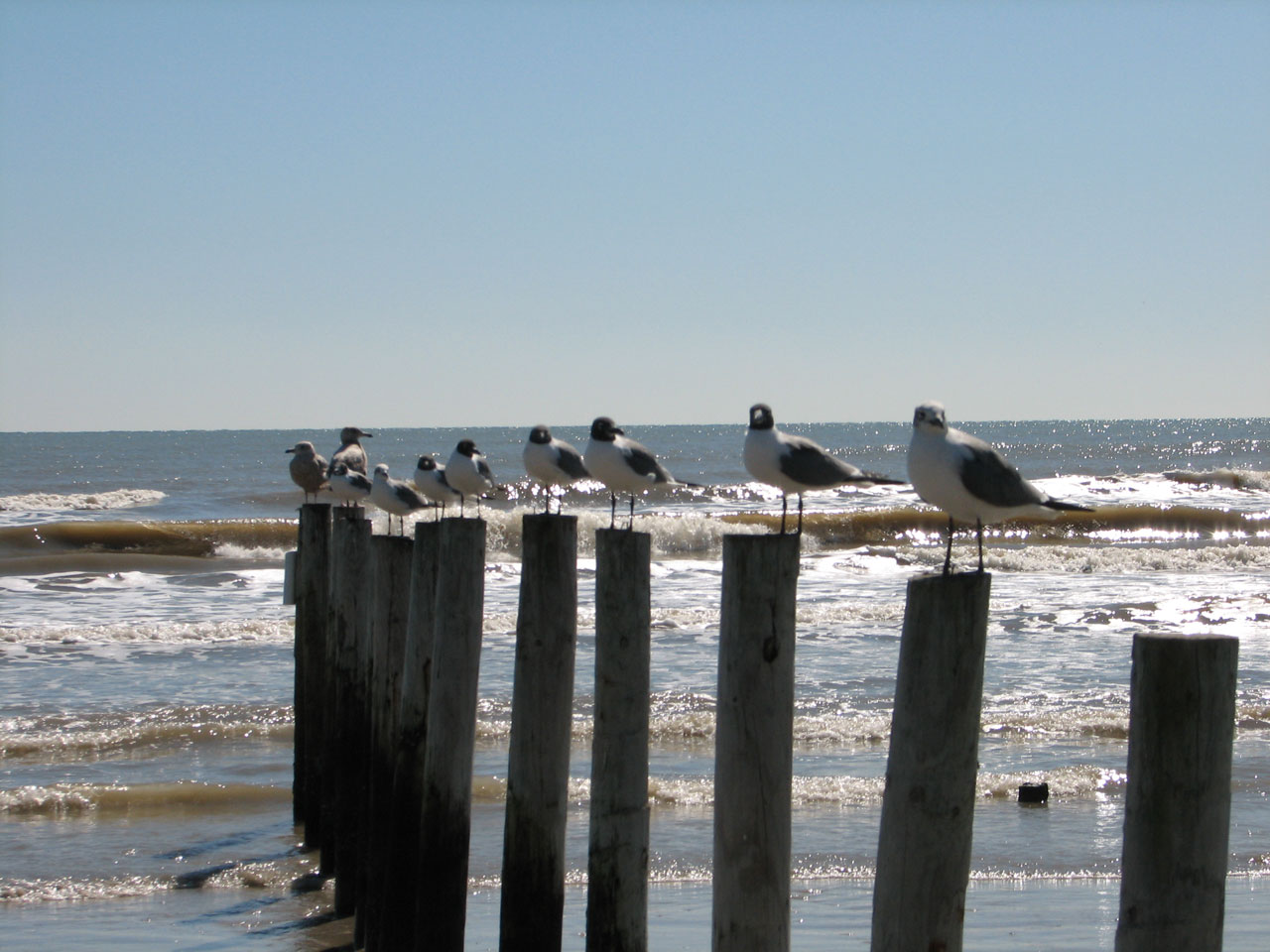 seagulls bird gulf free photo