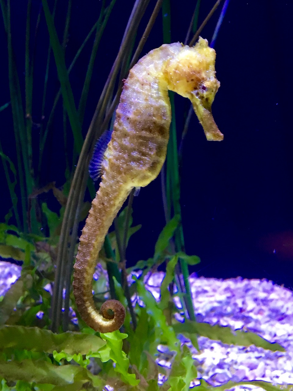 sea horse aquarium marine life free photo