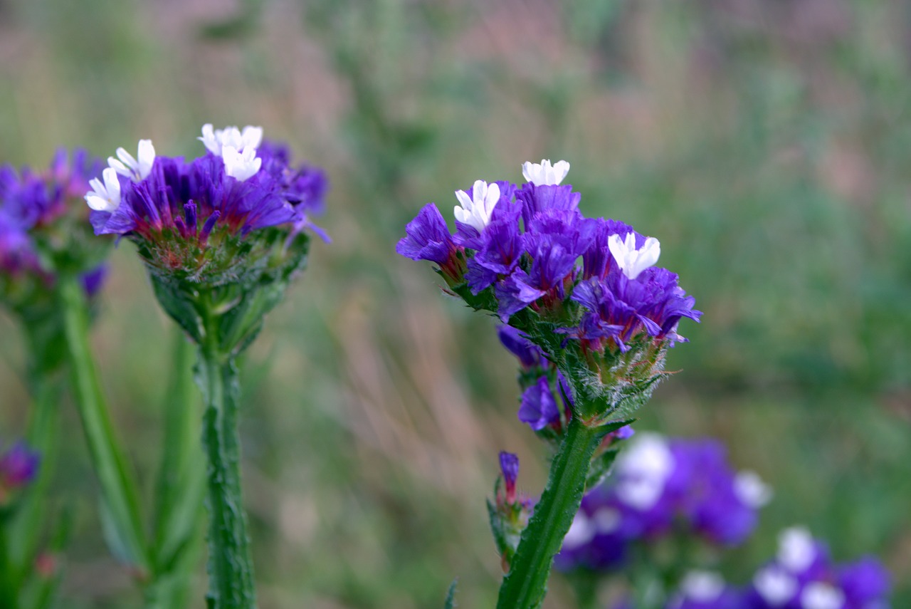 sea ​​lavender limonium flowers to drying free photo