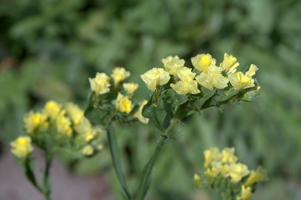 sea ​​lavender limonium flowers to drying free photo