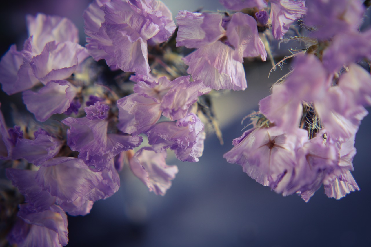sea lavender  violet  feeling free photo