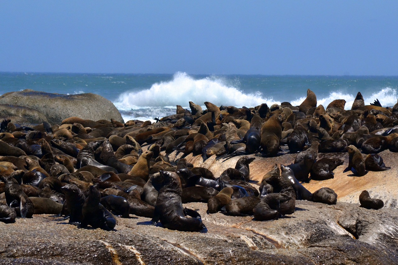 sea life ocean water free photo