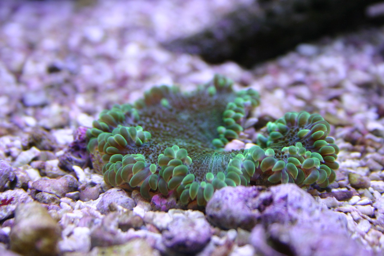 sea life anemone underwater free photo
