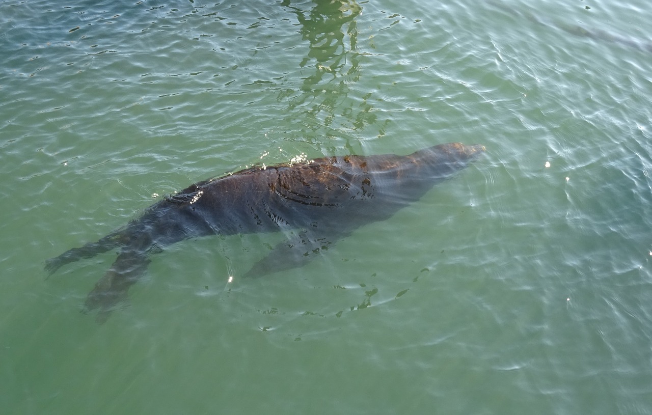 sea lion animal marine free photo