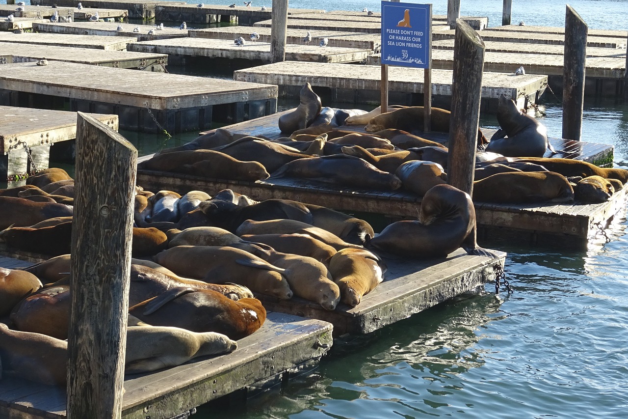 sea lion animal marine free photo