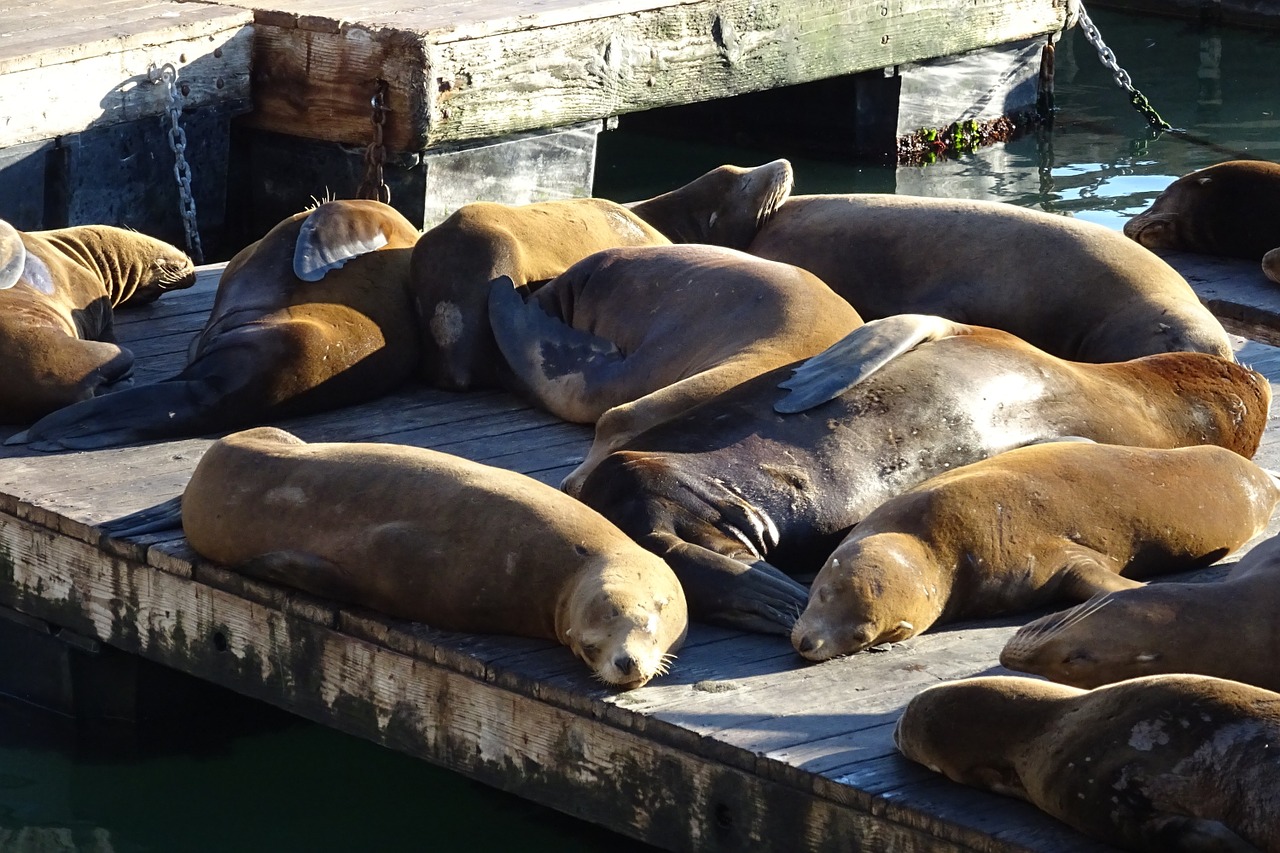 sea lion animal marine free photo