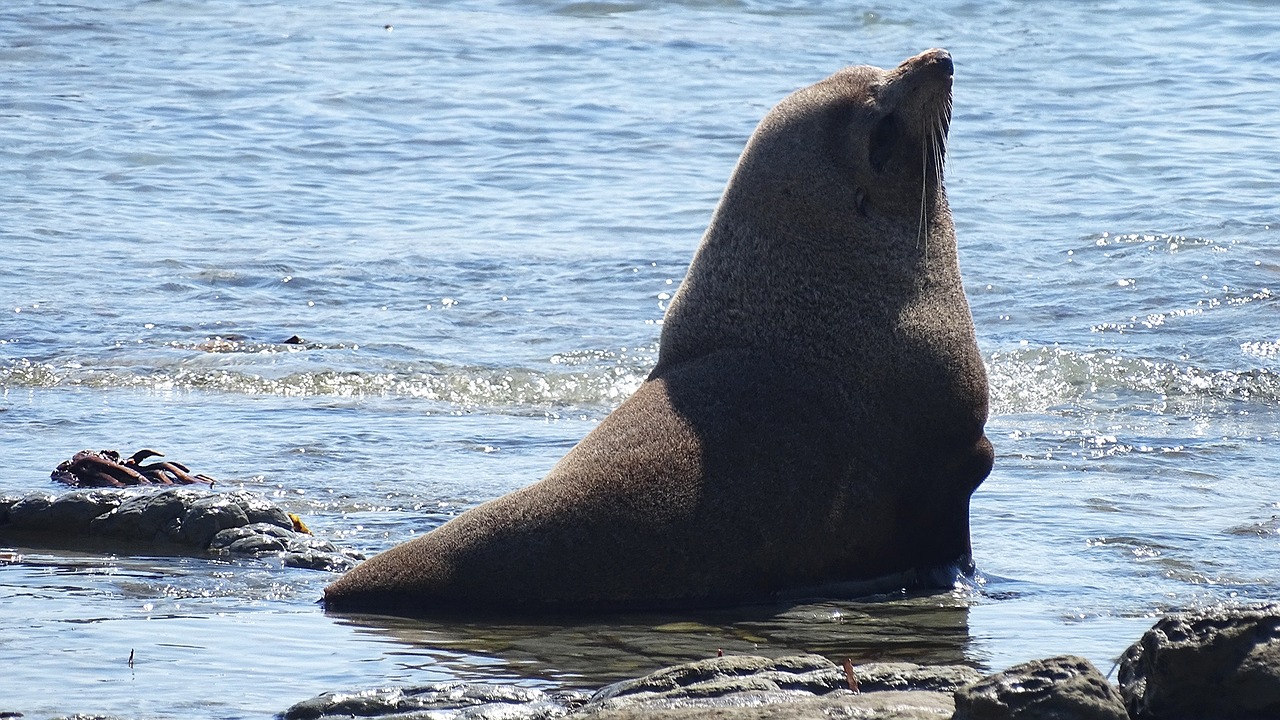 sea ​​lion beach nature free photo