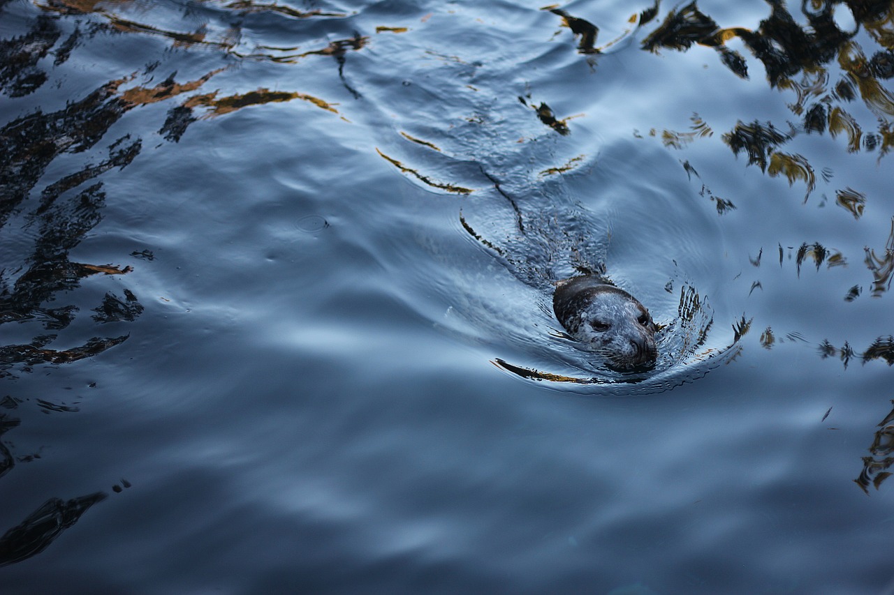 sea lion ocean sea free photo